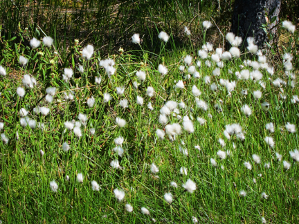 Adirondack Wildflowers:  Cotton Grass in bloom  at the Paul Smiths VIC (3 June 2011)